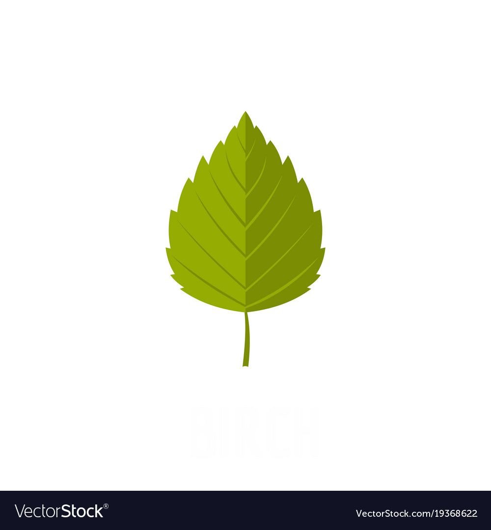 Лист березы вектор
