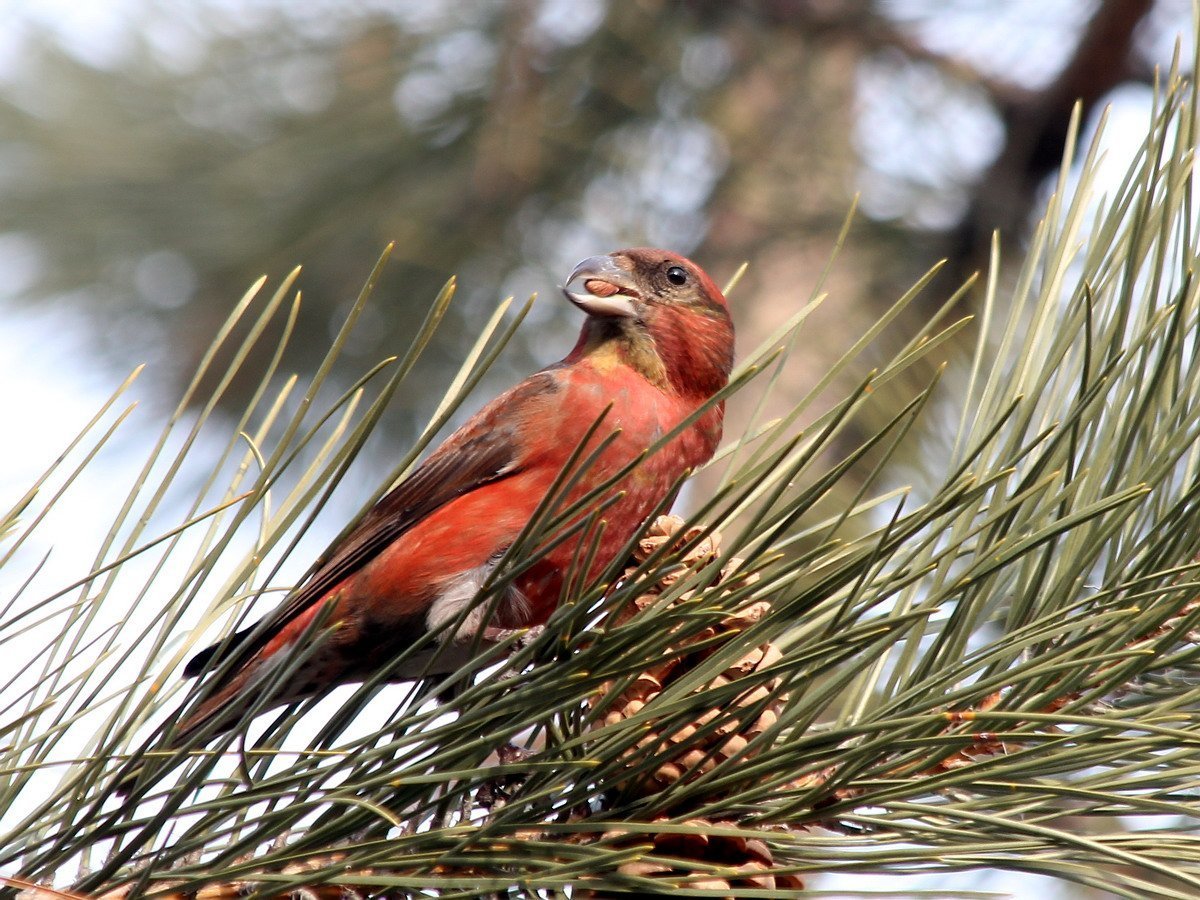 Шотландский клёст