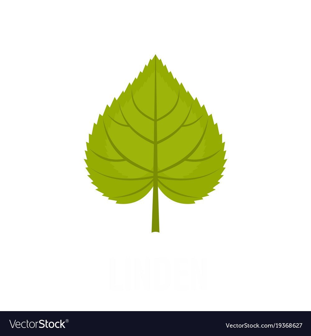 Березовый лист вектор