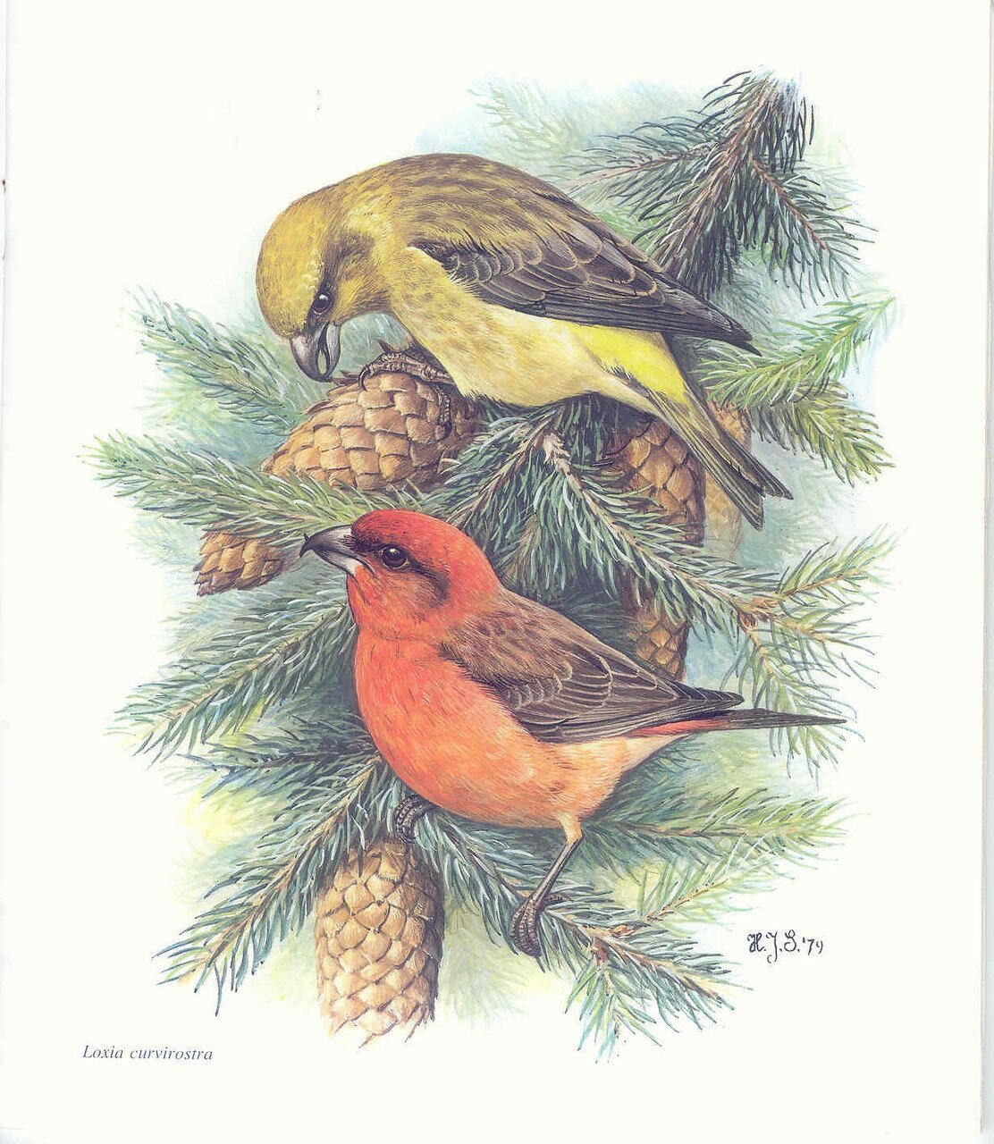 Клест еловик рисунок