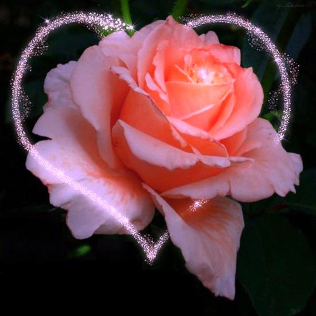 Самые прекрасные розы на свете