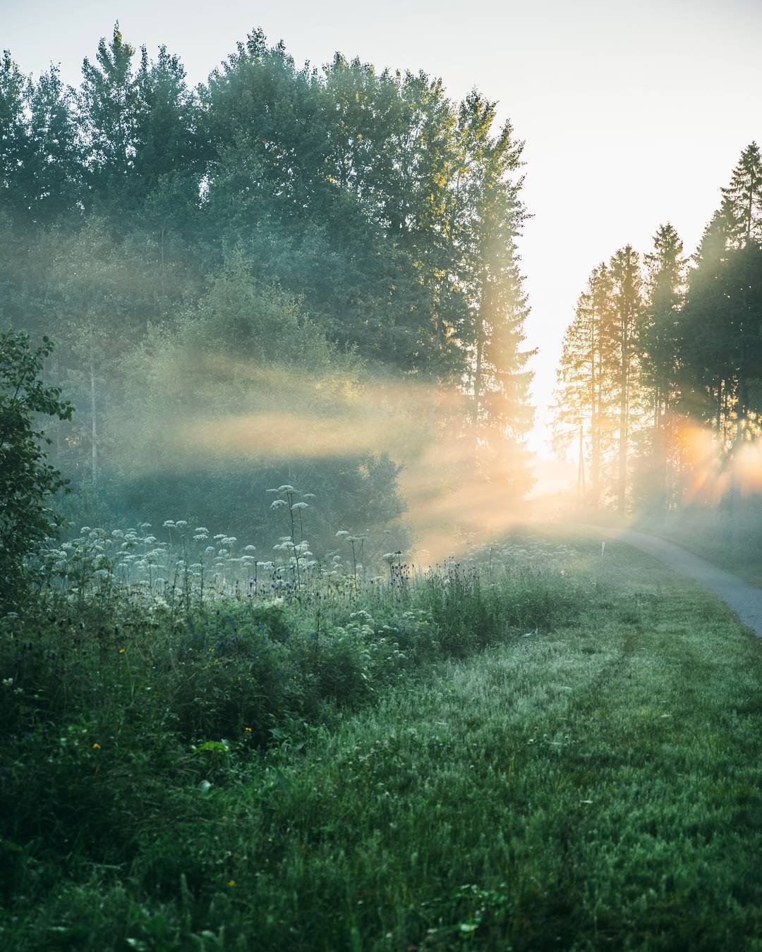 Рассвет в лесу картинки
