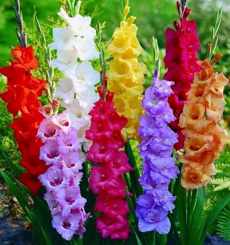 Гладиолус Павел Чумарин