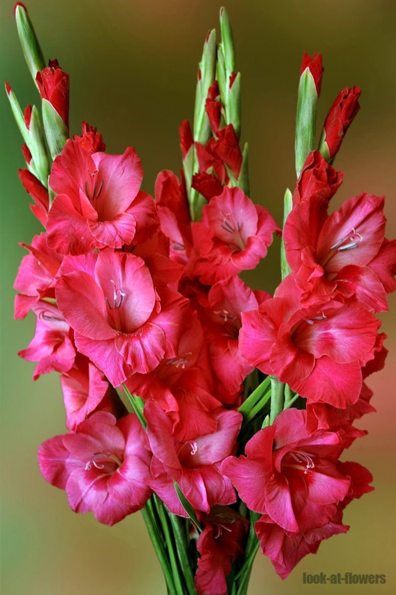 Гладиолус ева Пуксэ