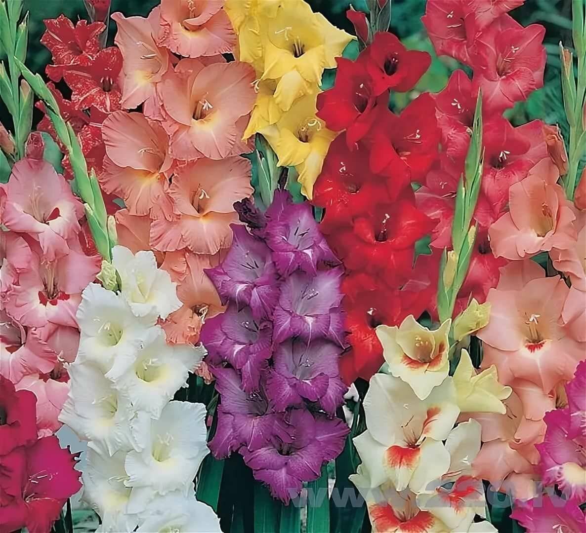 Гладиолус Альмера