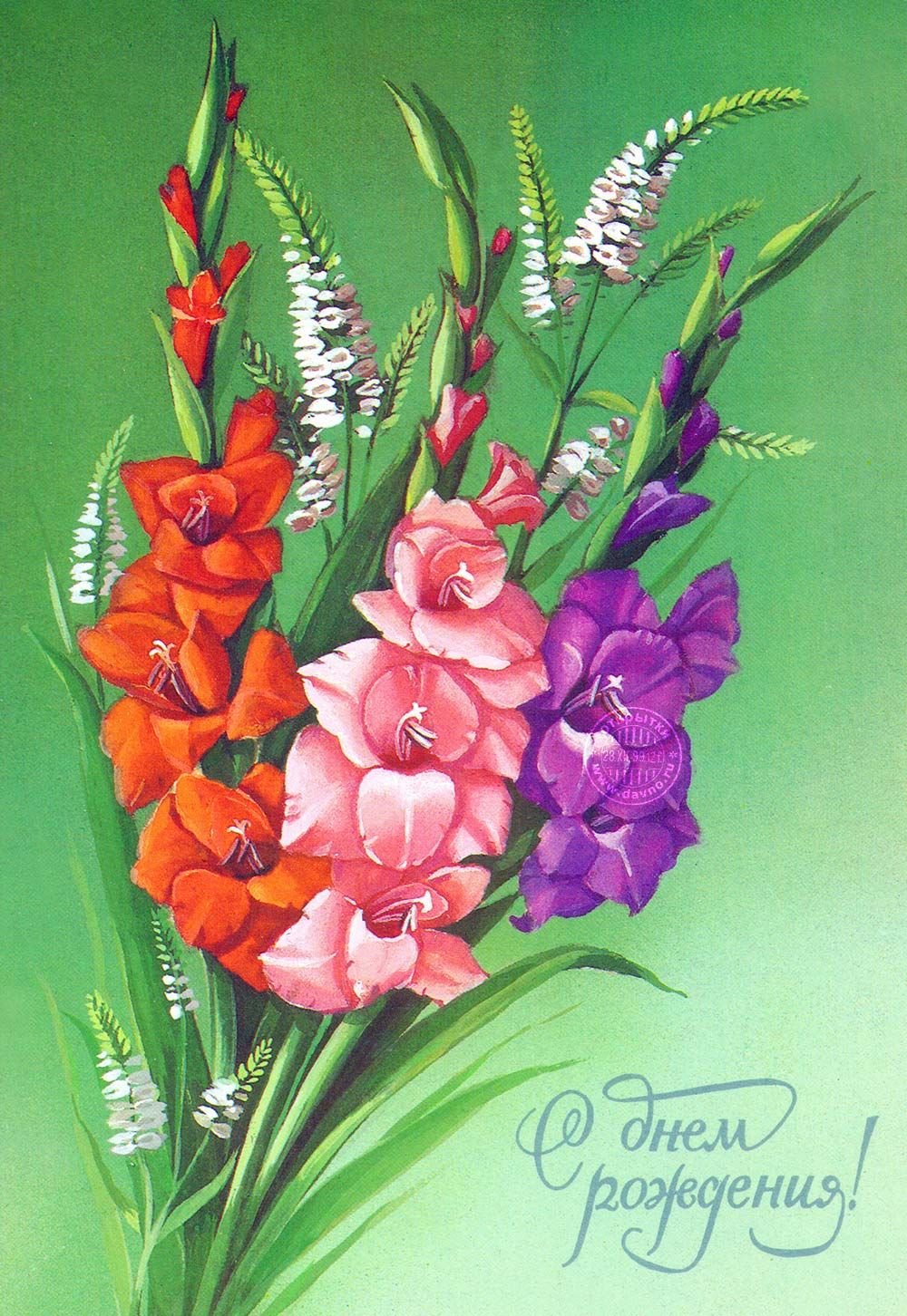 Гладиолус ева Пуксэ