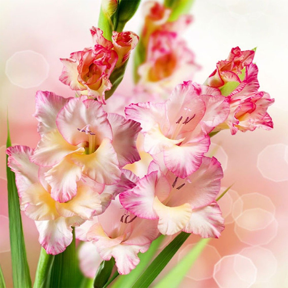 Красивые гладиолусы