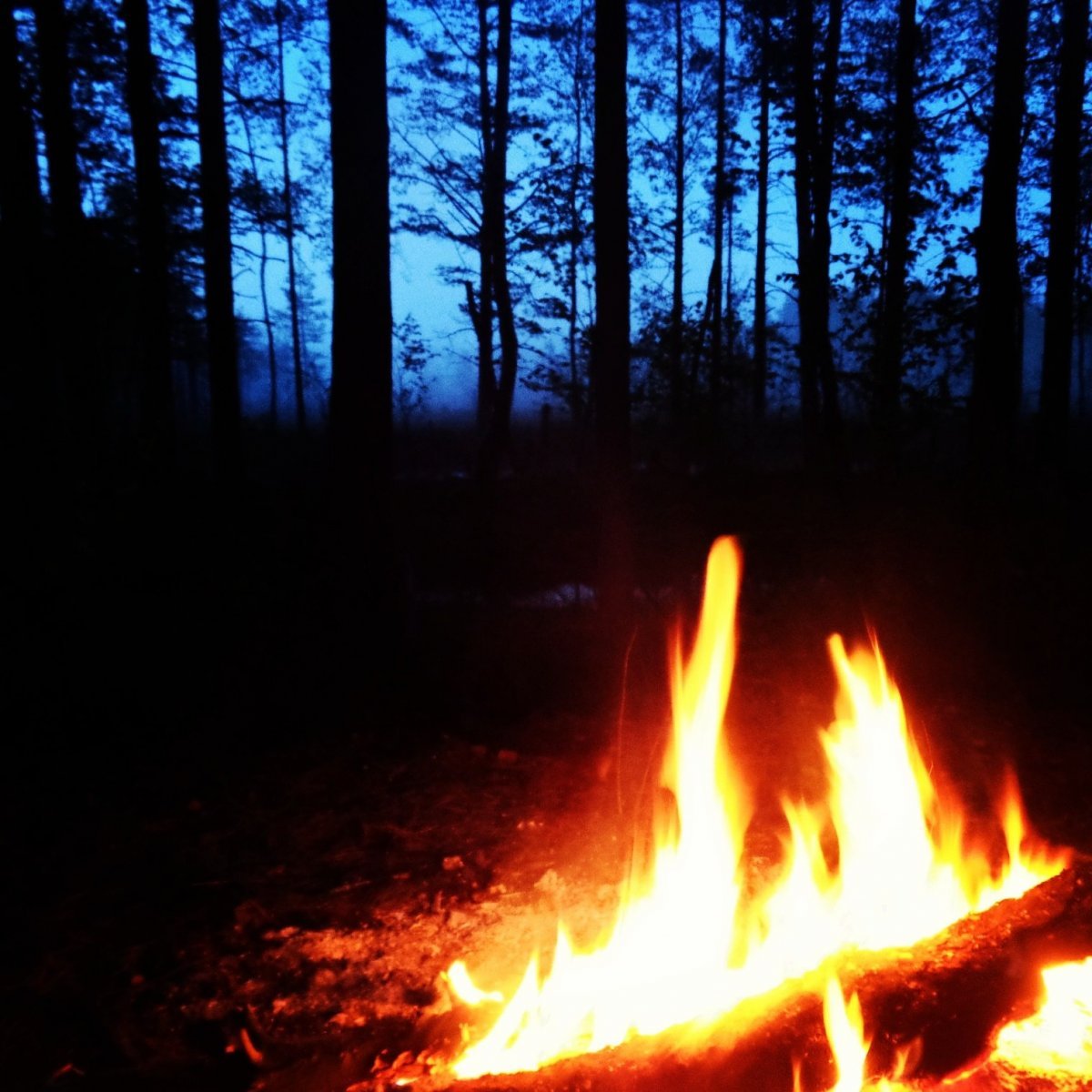 Лесной костер