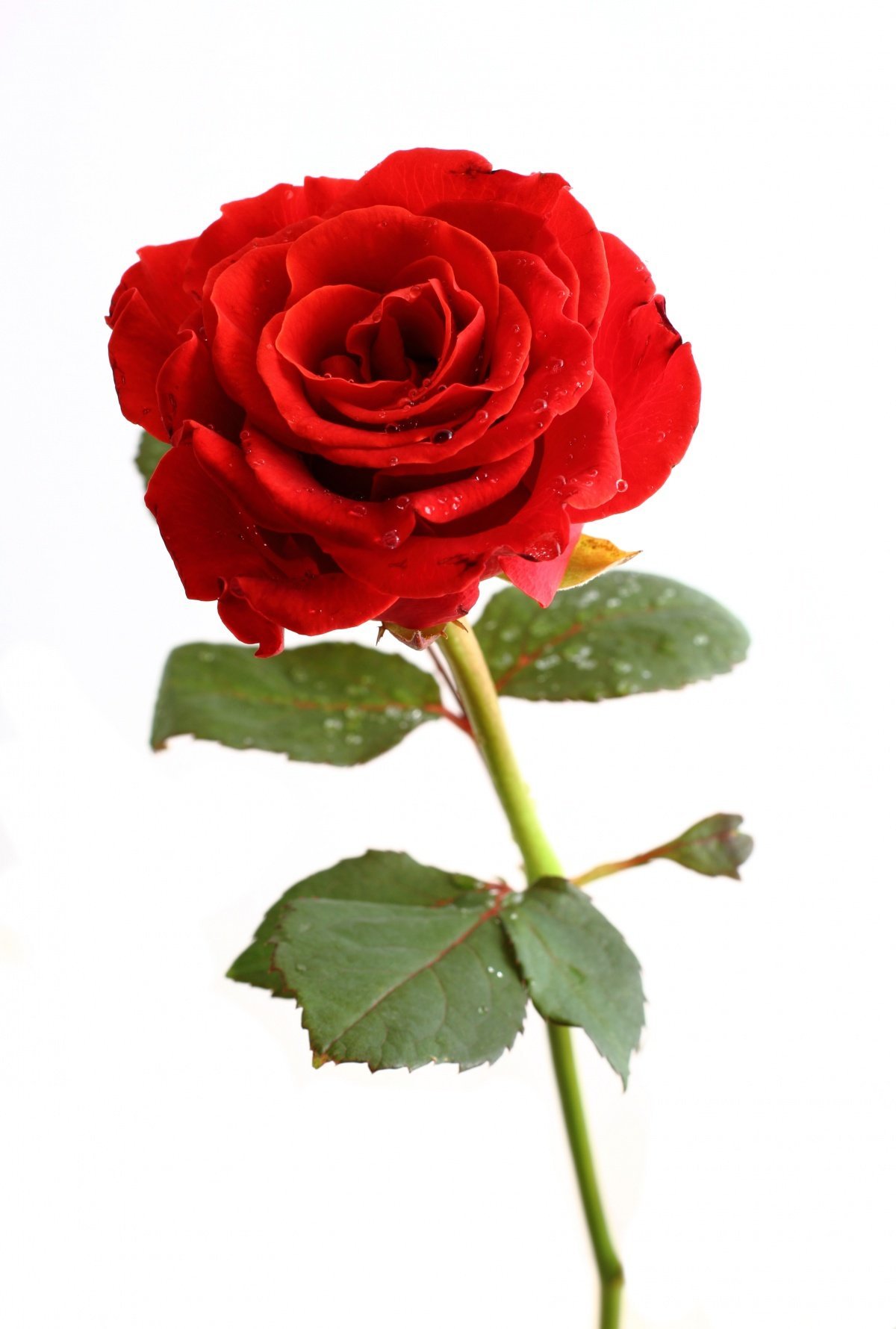 Красные розы на белом фоне