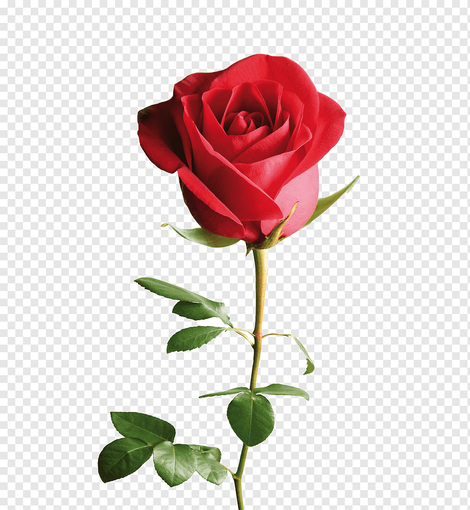 Красные розы