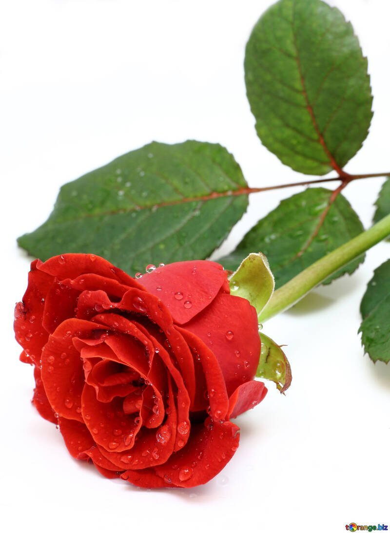 Роза Ниппер