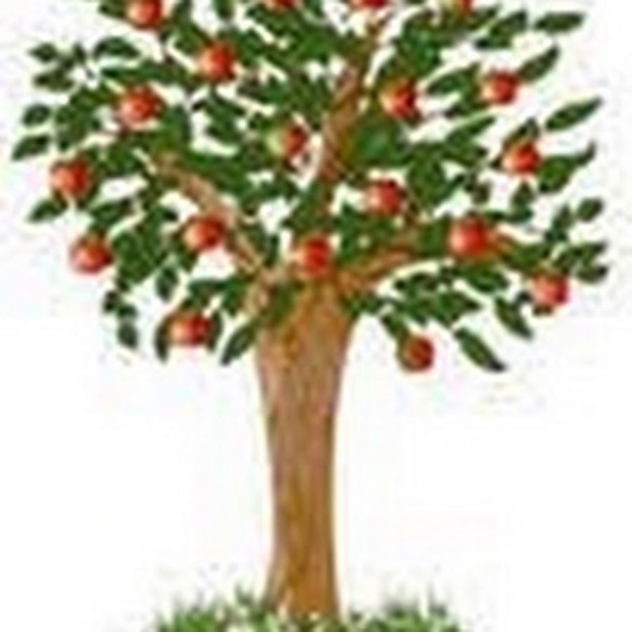 Яблоки на дереве