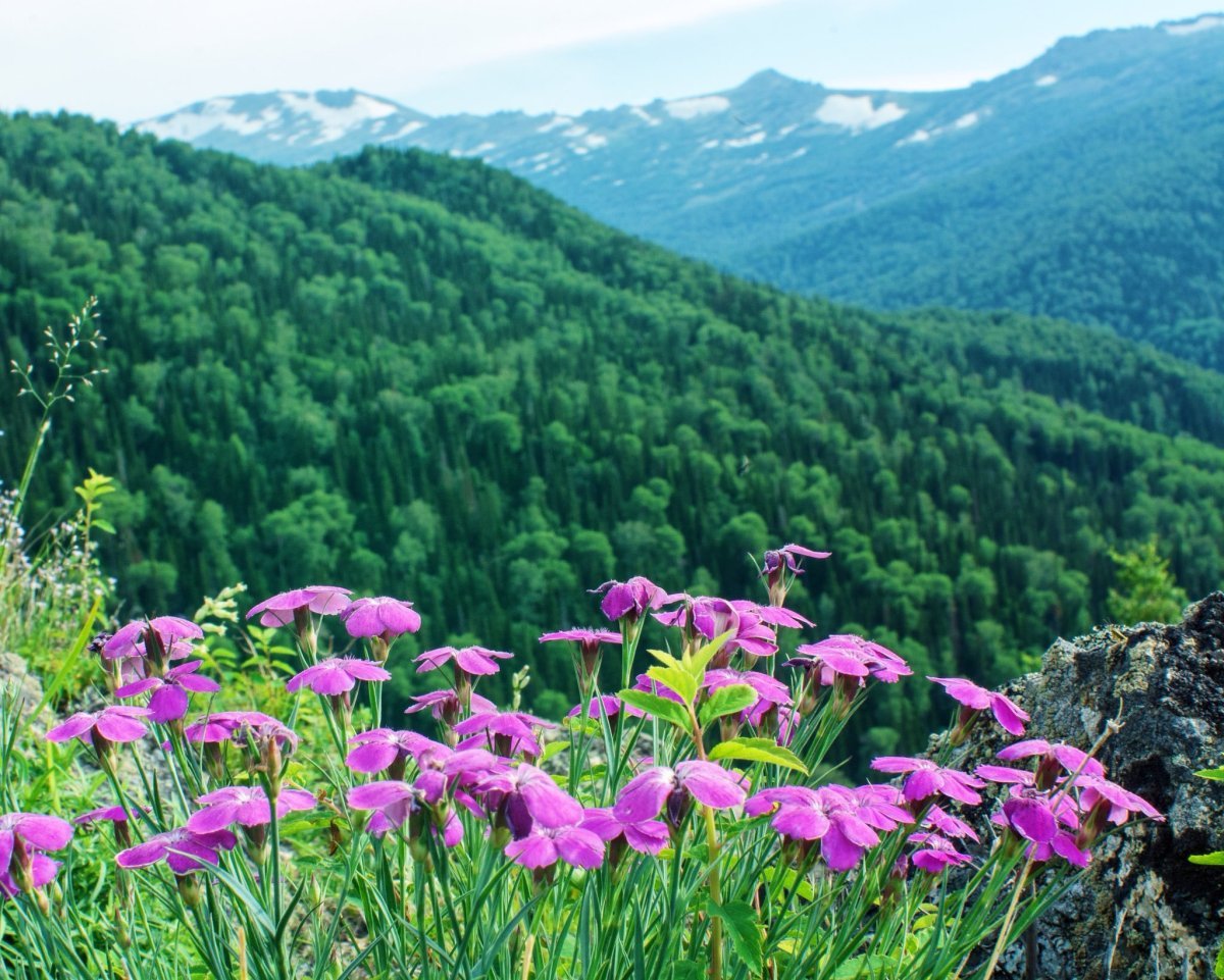 Степи и поля Алтая