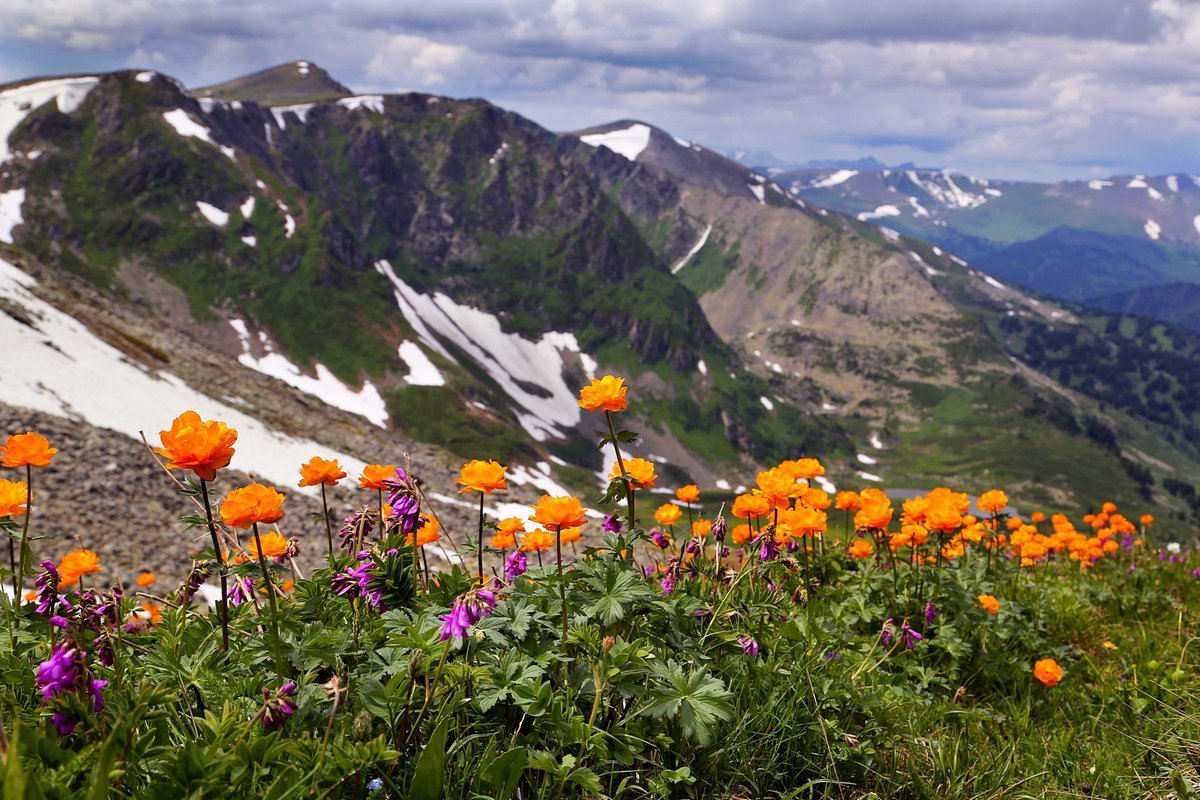 Алтай цветы гора Белуха