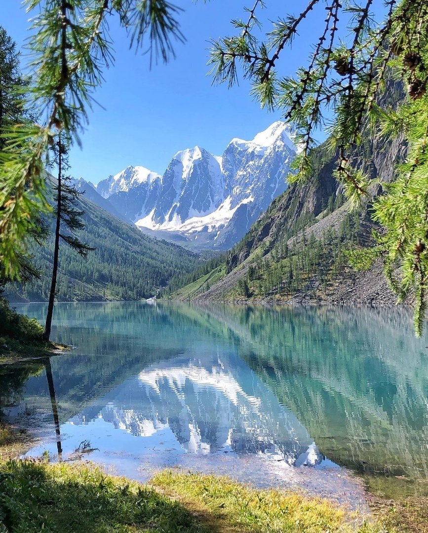 Цветение маральника горный Алтай