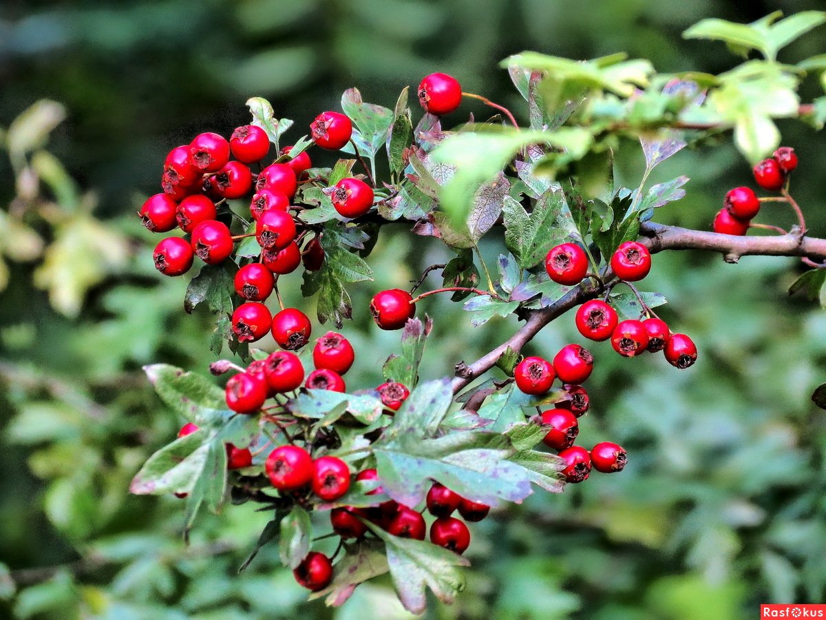 Боярышник однопестичный flexuosa