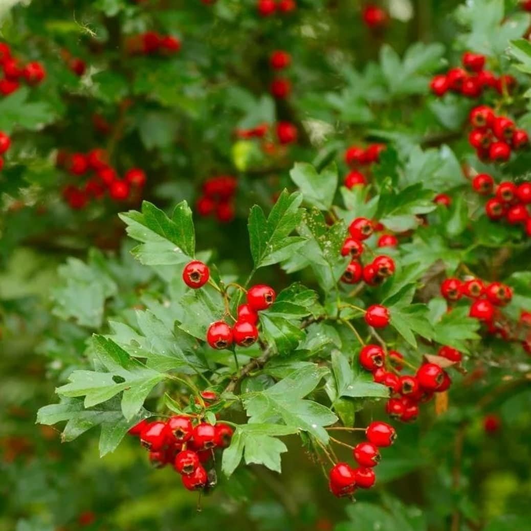 Боярышник Максимовича гербарий