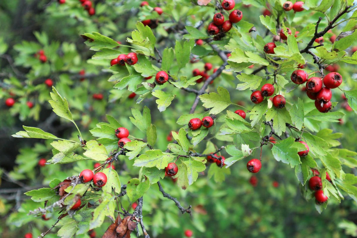 Боярышник обыкновенный Crataegus laevigata