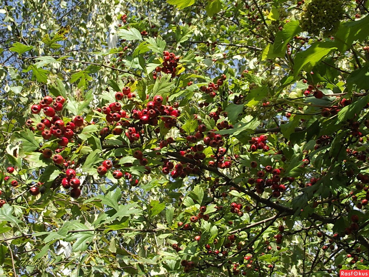 Боярышник Сибирский