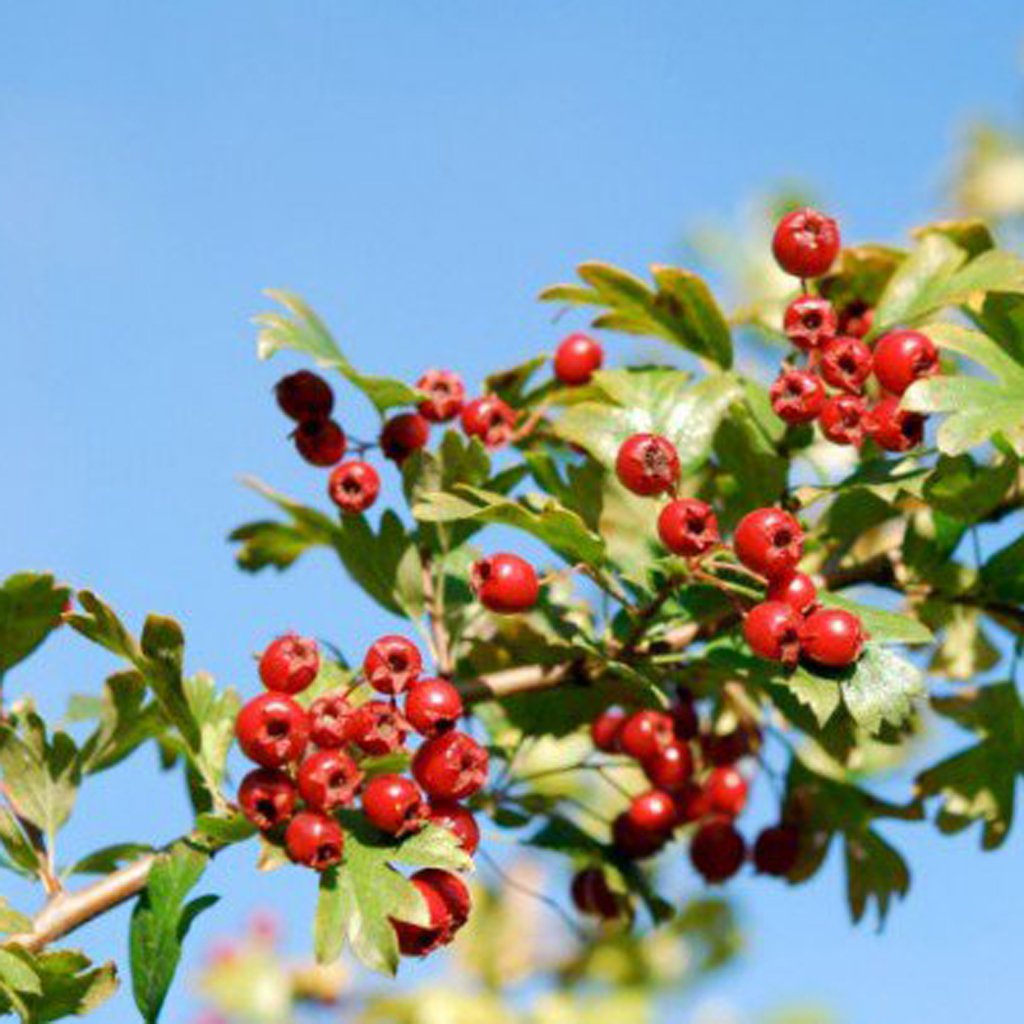 Боярышник куст на белом фоне