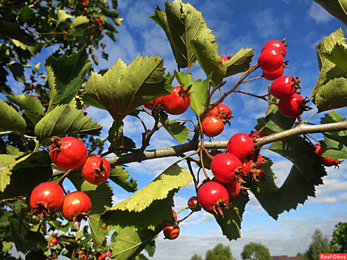 Боярышник Линнея