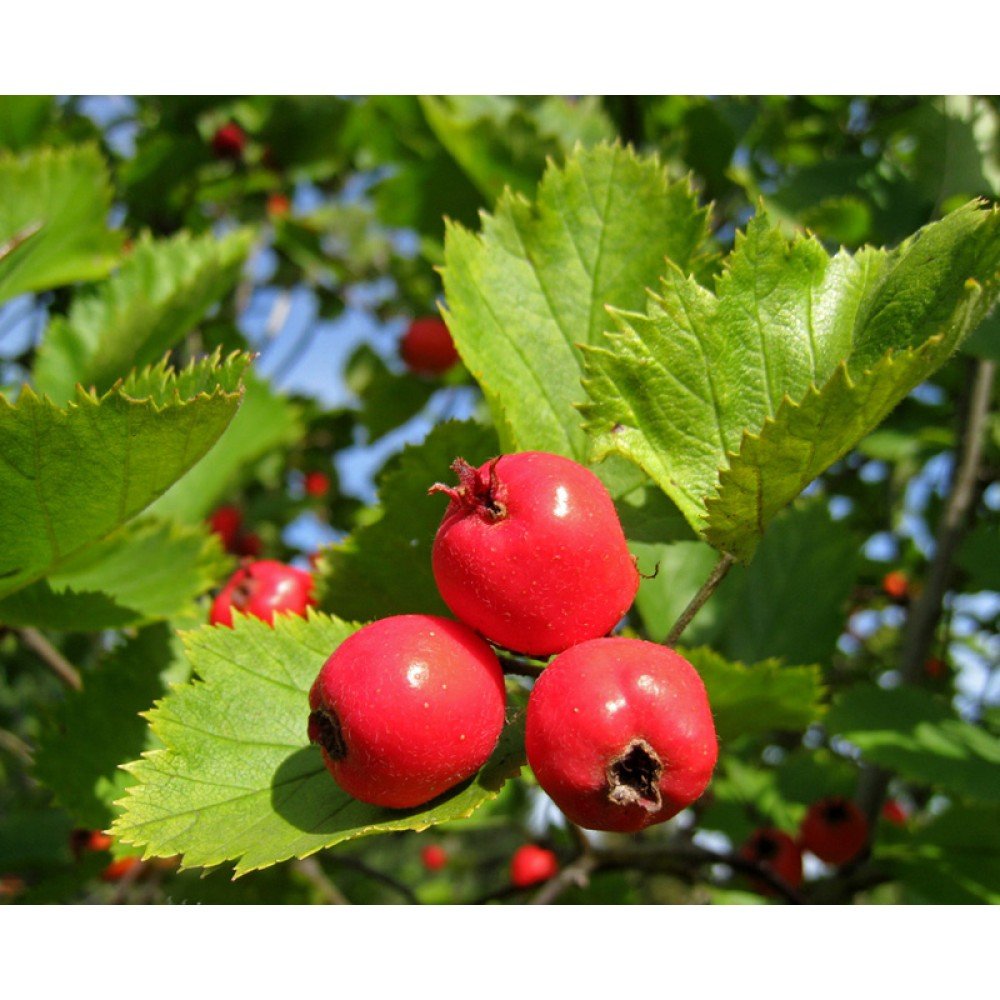 Боярышник однопестичный