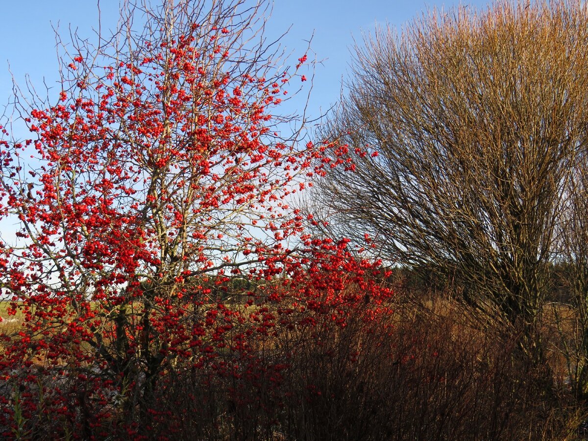 Боярышник шарлаховый
