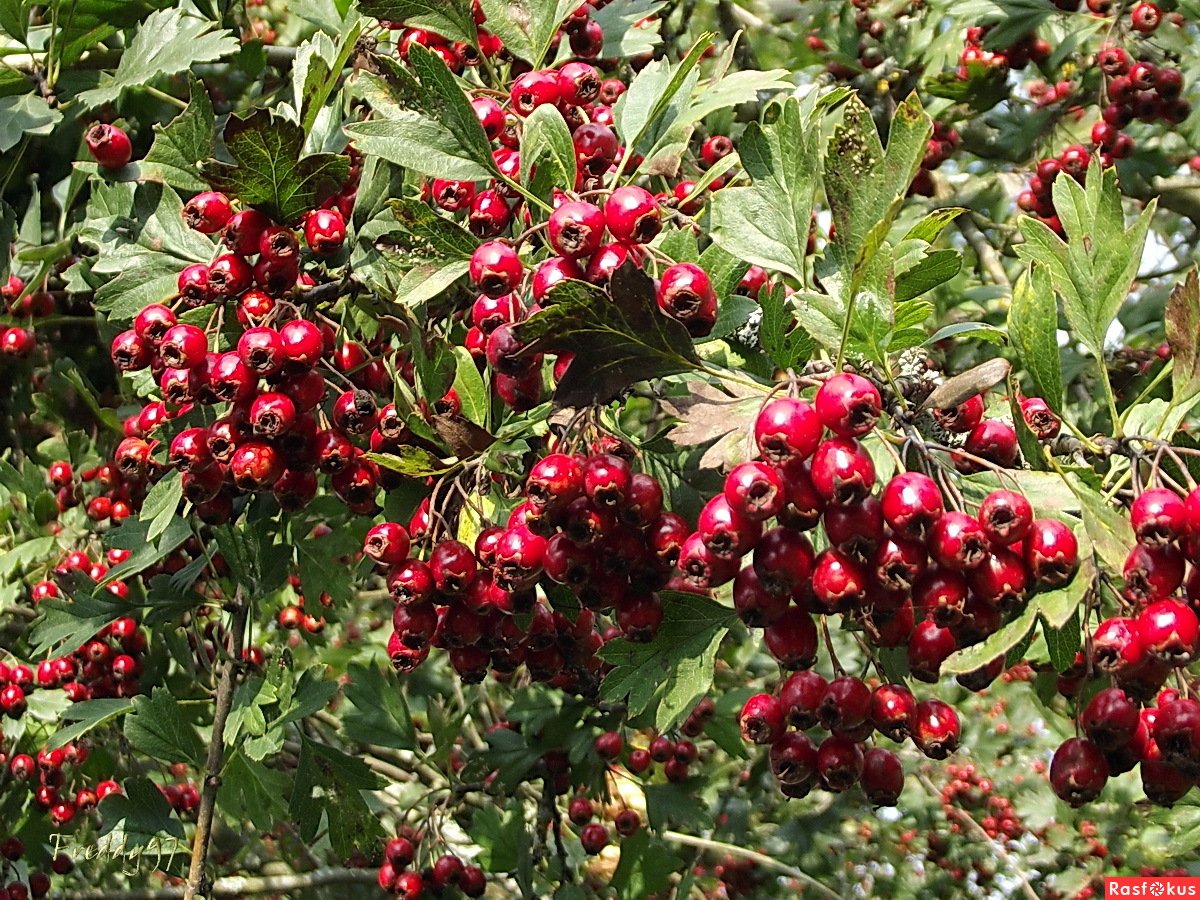 Боярышник спелый