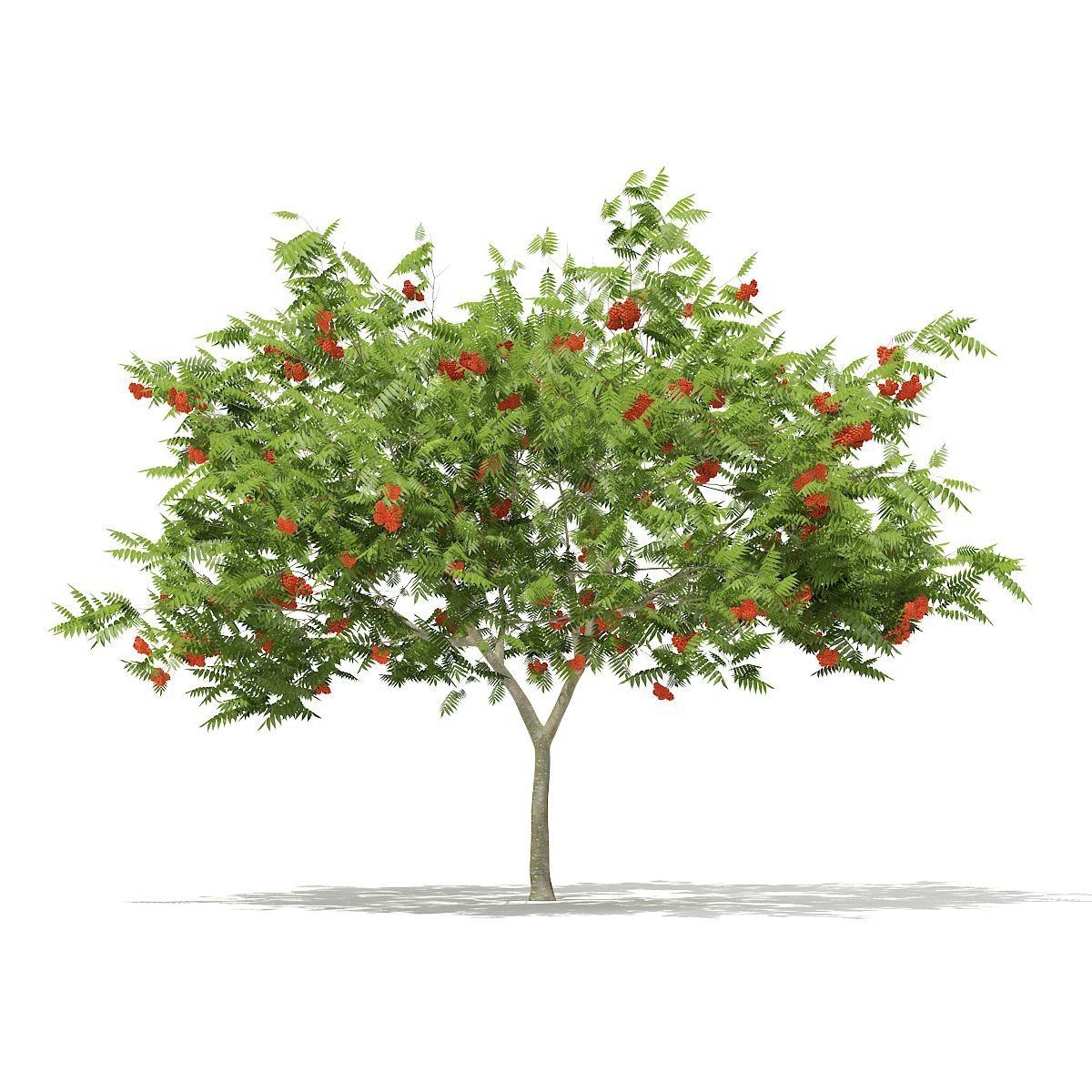 Боярышник Волжский (Crataegus volgensis