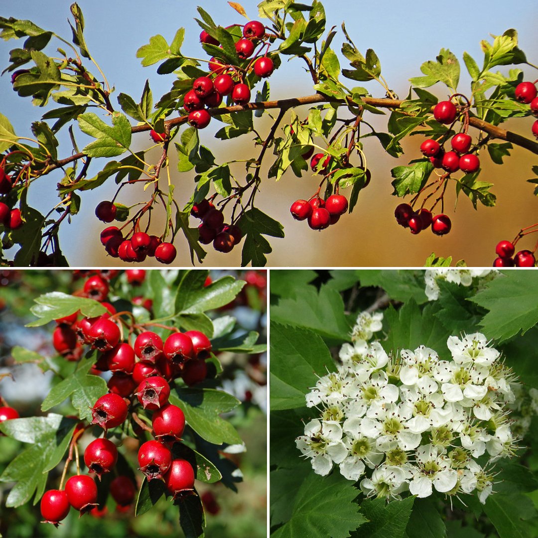 Боярышник Сибирский куст