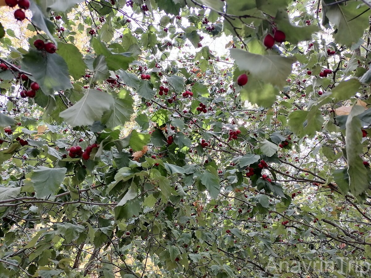 Боярышник однопестичный