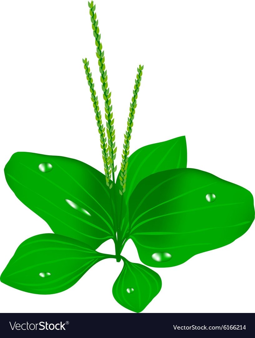 Подорожник вектор