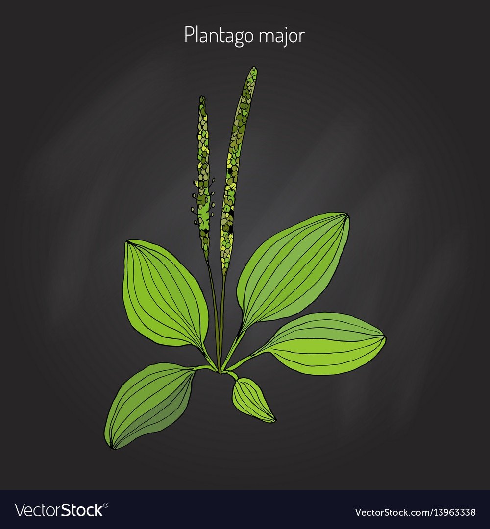 Подорожник стилизация