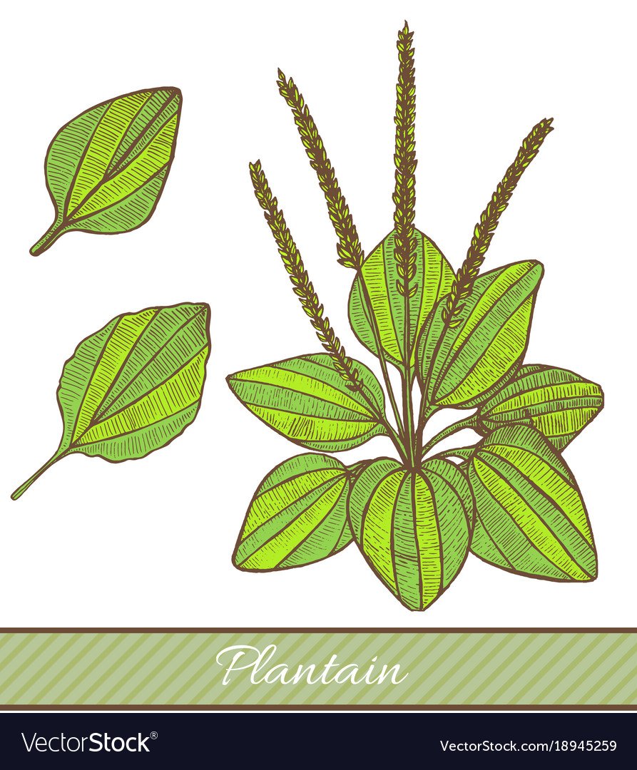 Подорожник стилизованный