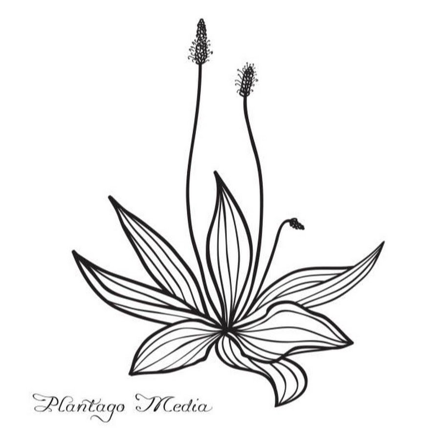 Лист подорожника на прозрачном фоне