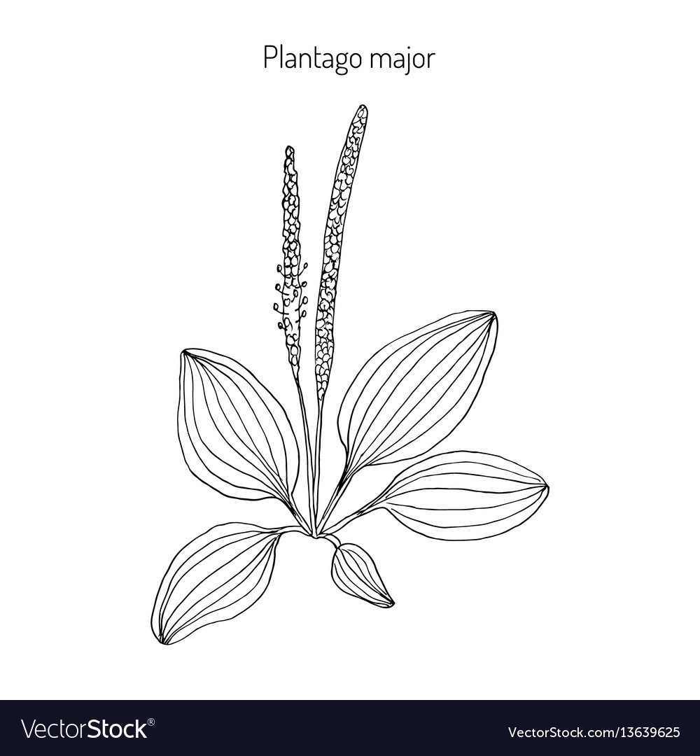 Подорожник ( Plantago Major)