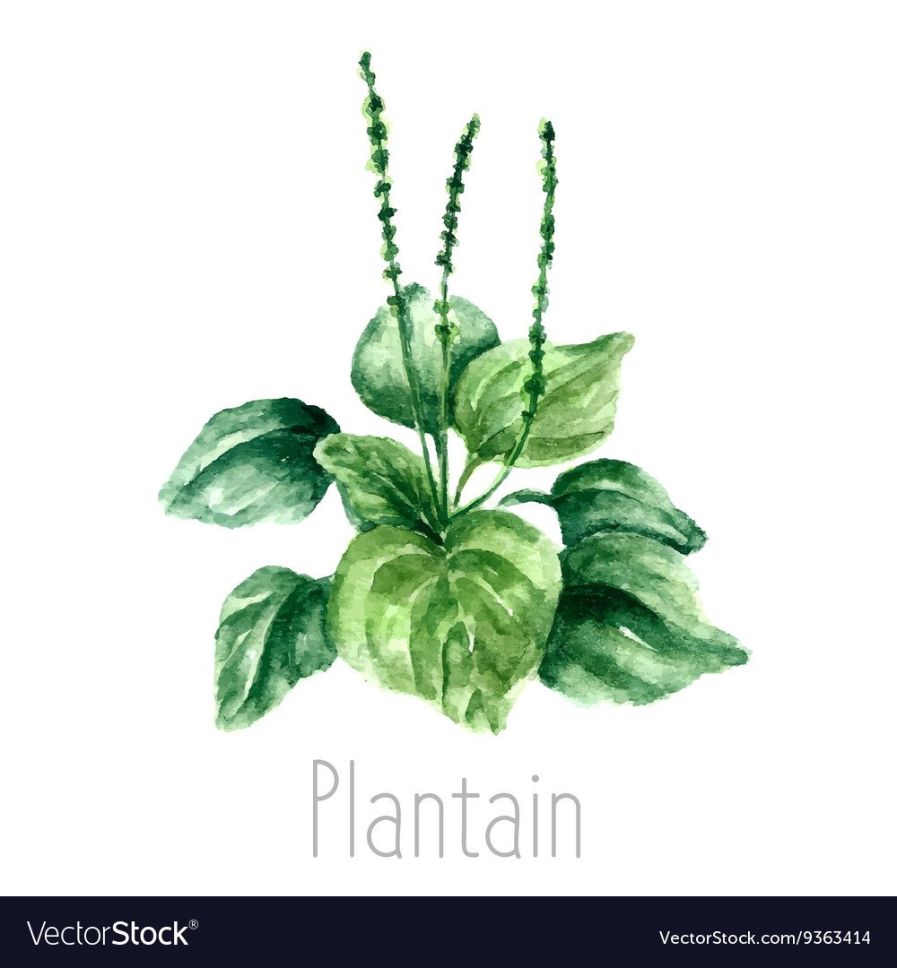 Подорожник акварель