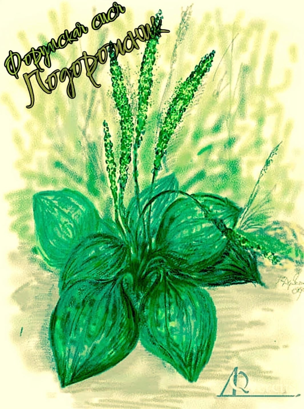 Подорожник акварель