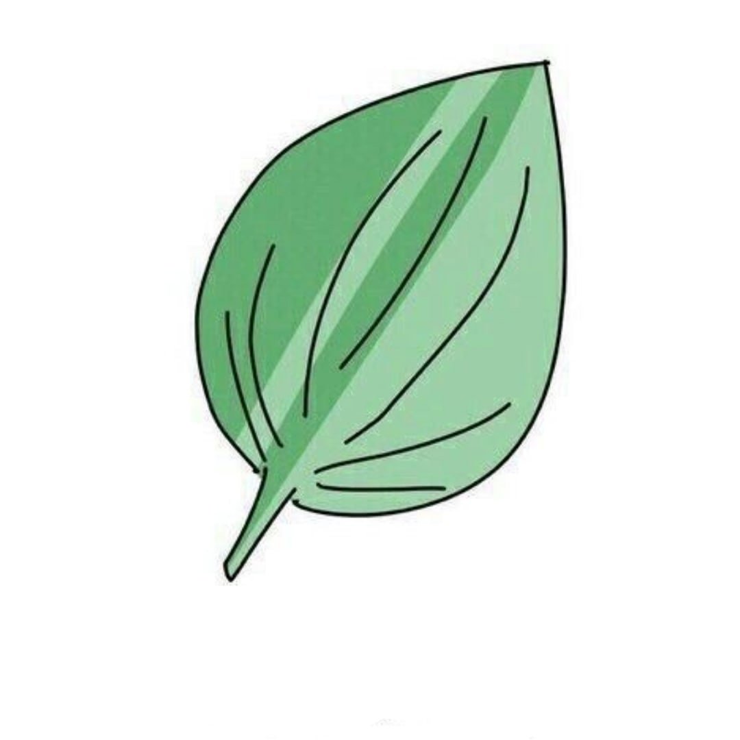 Подорожник раскраска