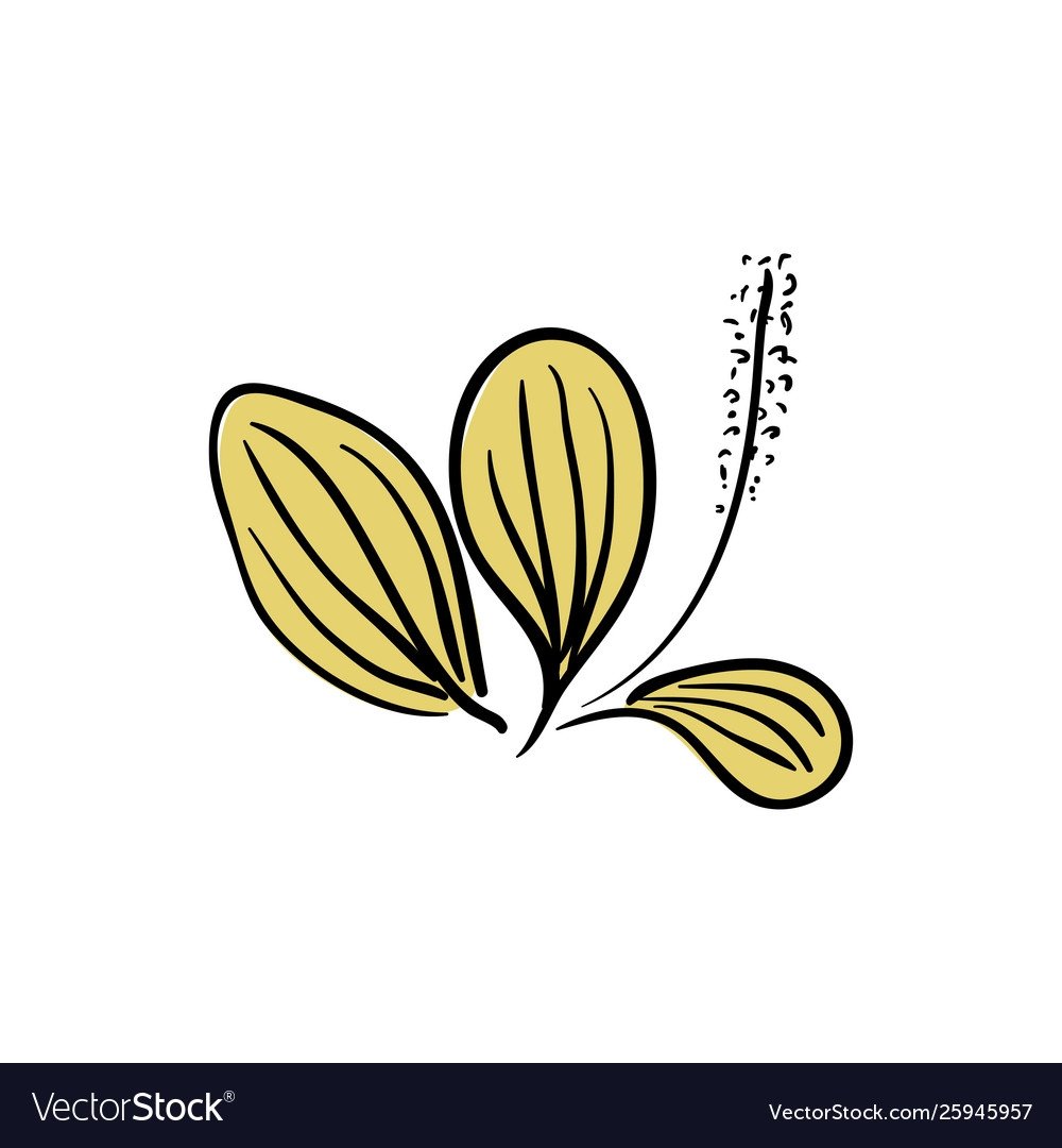 Подорожник большой