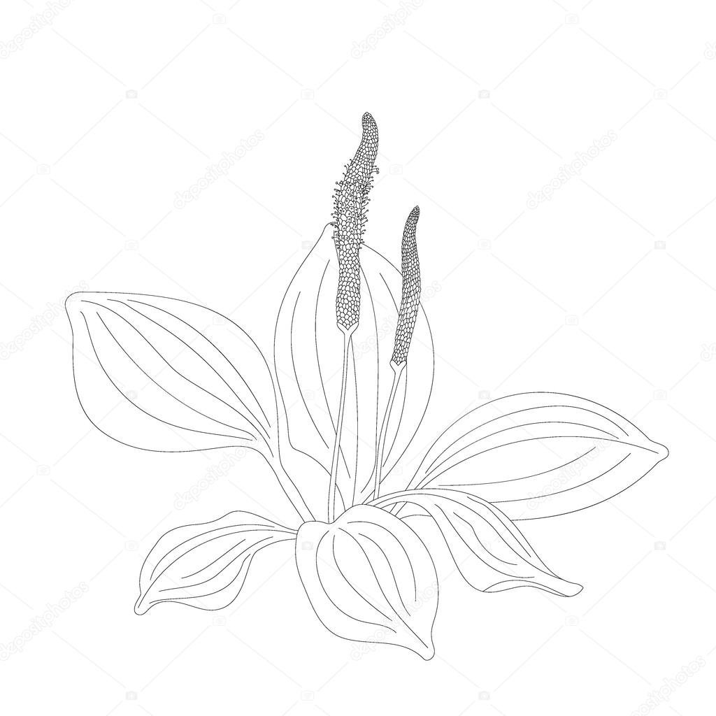 Подорожник широколистный