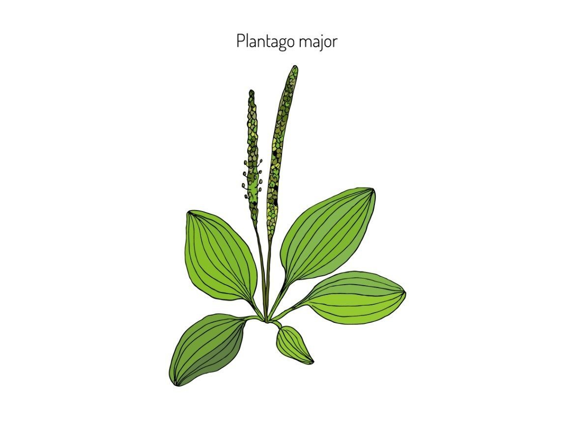 Подорожник на белом фоне