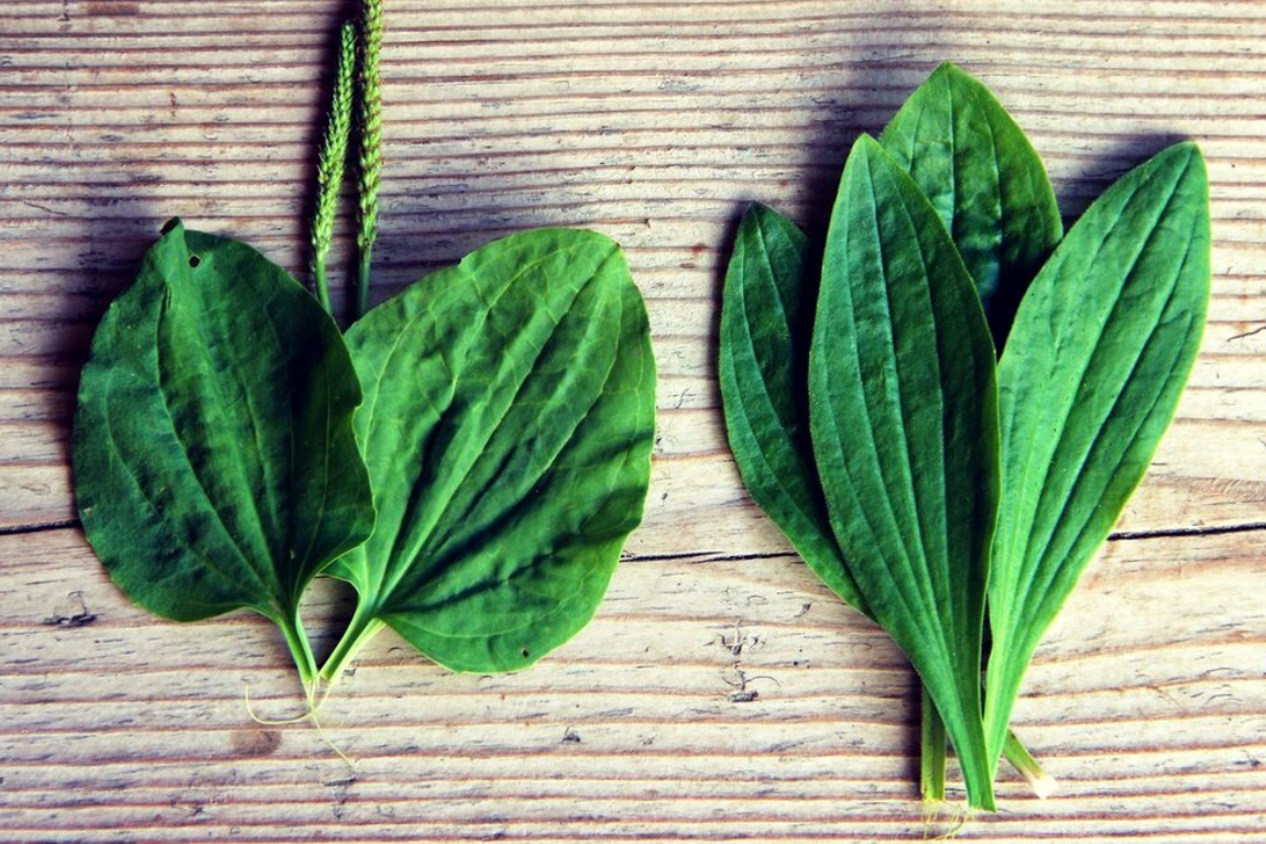 Подорожник паутинистый