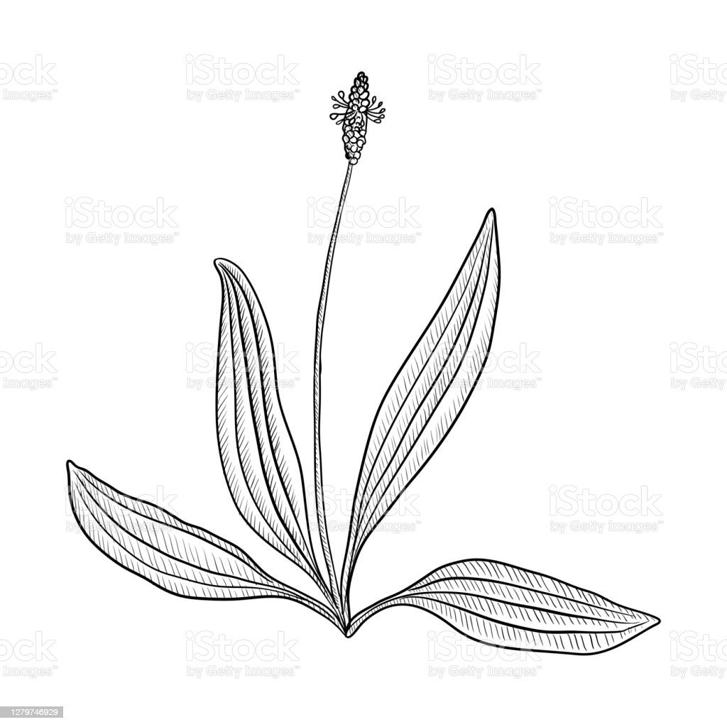 Подорожник ланцетолистный рисунок