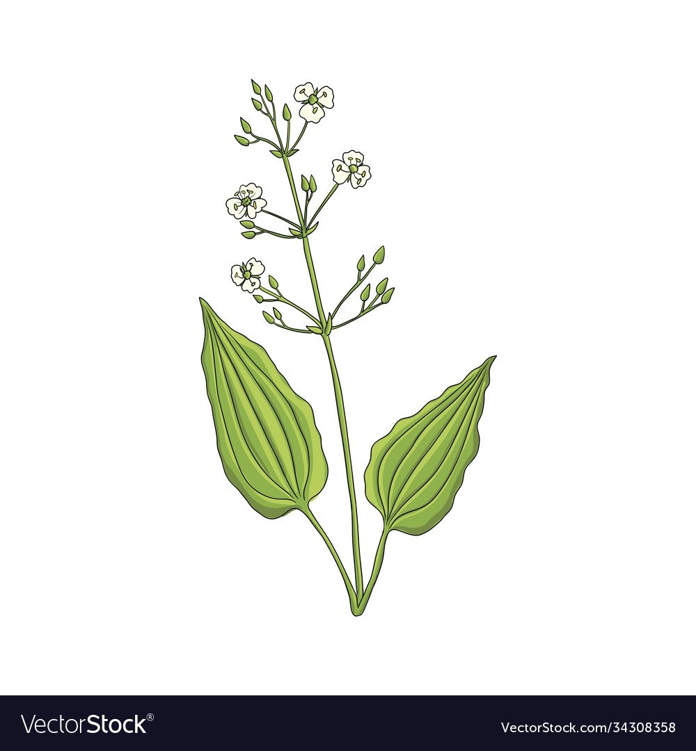 Подорожник Ботаническая иллюстрация