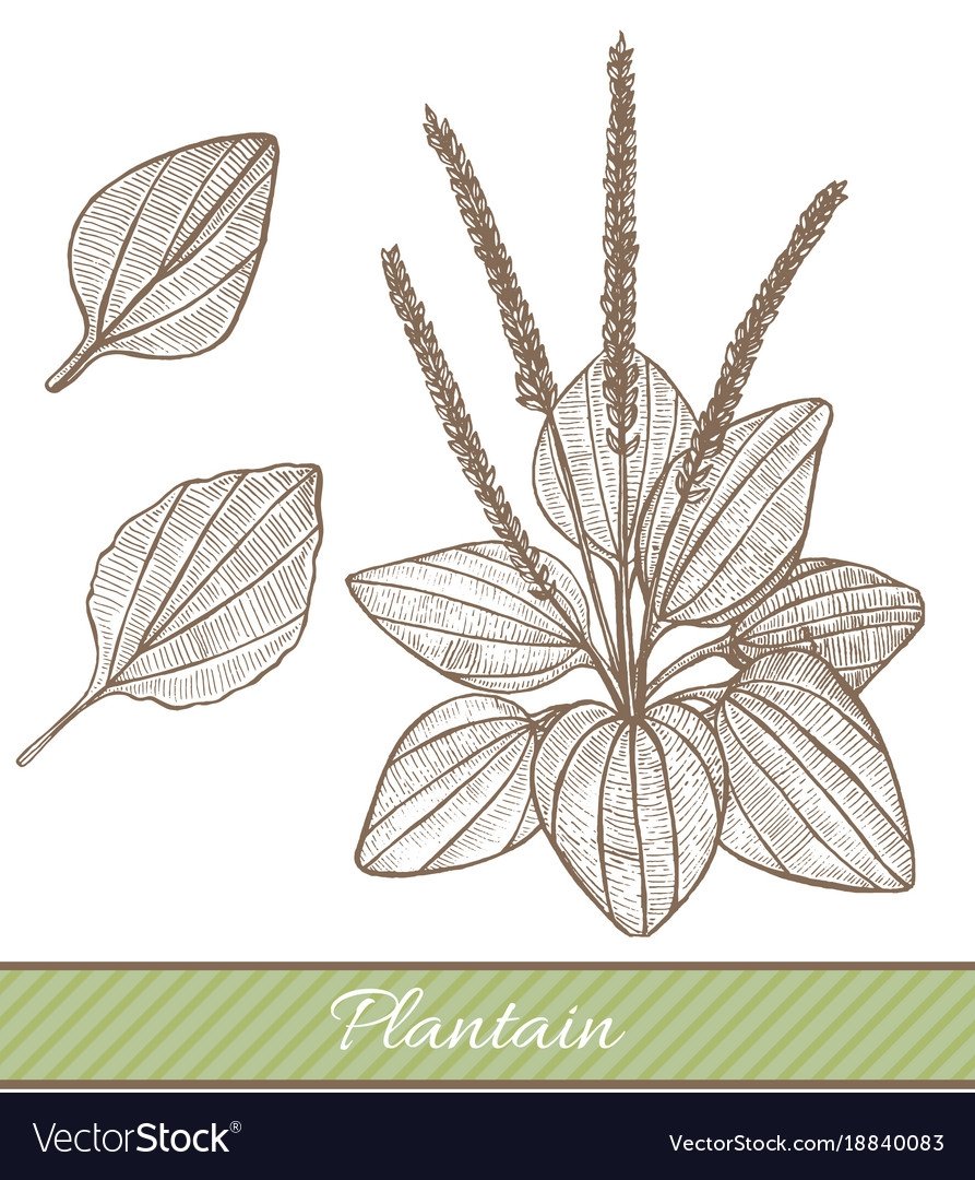 Подорожник трава