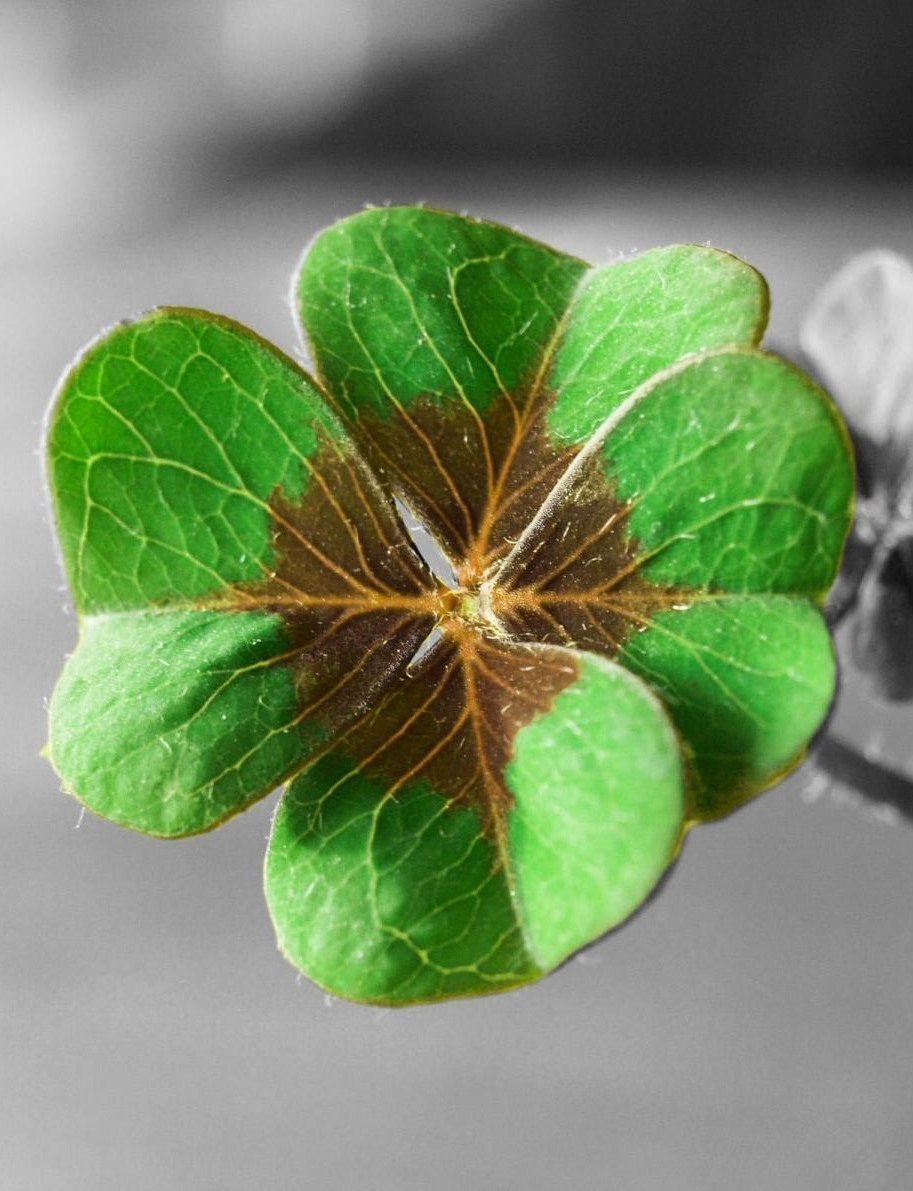 Австрия Клевер четырехлистник