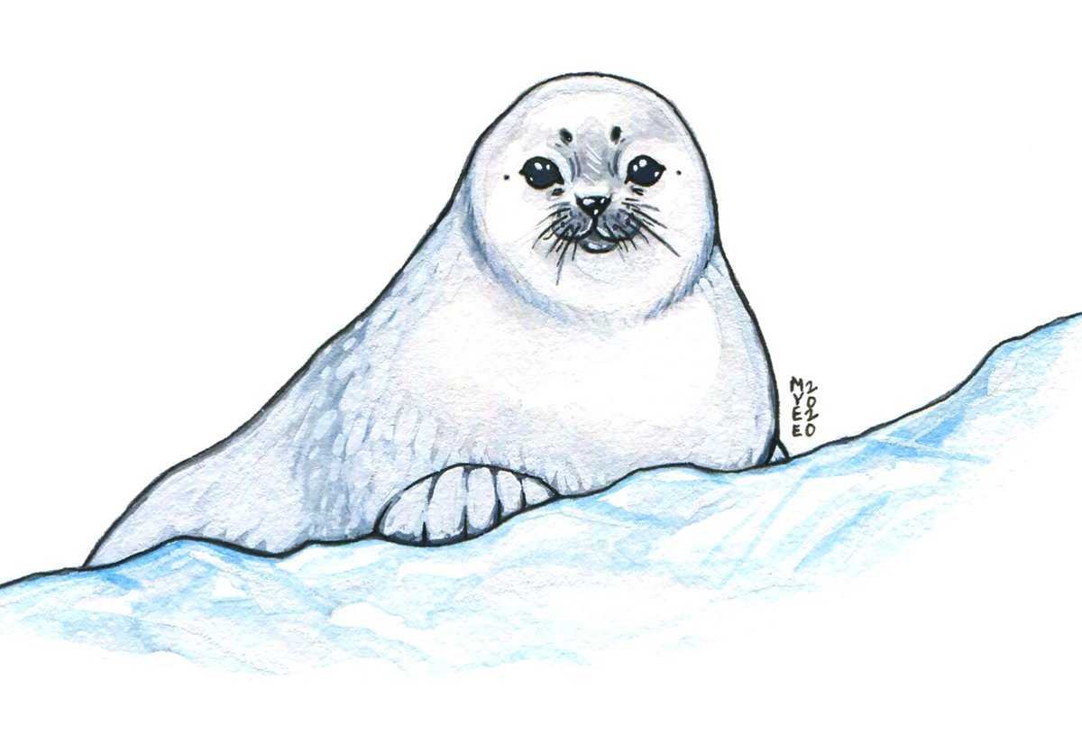 Ладожская кольчатая Нерпа рисунок