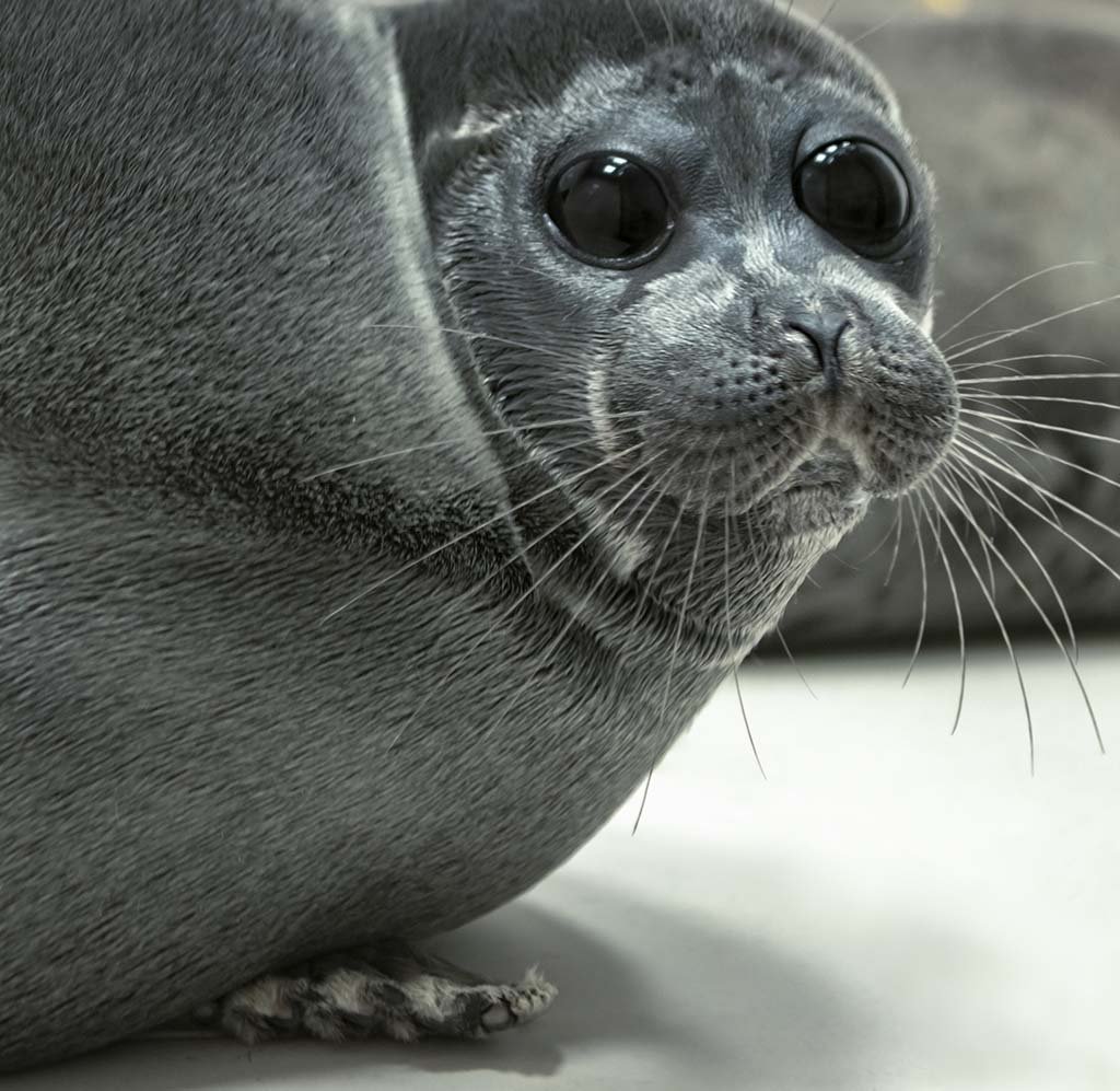 Озеро Байкал Нерпа