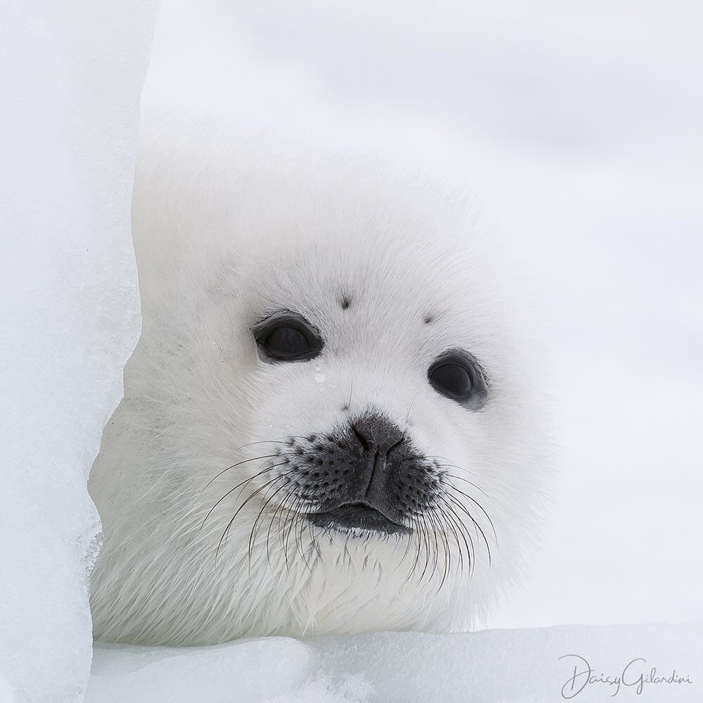 Морской котик тюлень Нерпа